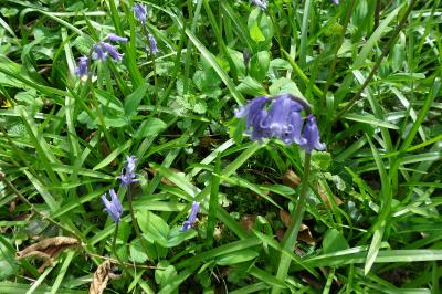 <i>Hyacinthoides non-scripta</i>