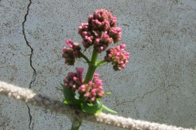 <i>Centranthus ruber</i>