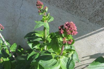 <i>Centranthus ruber</i>