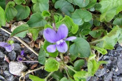 <i>Viola</i>