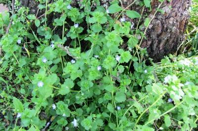 <i>Veronica persica</i>