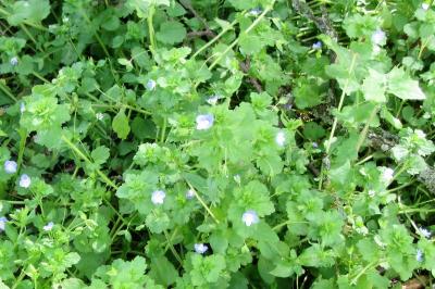 <i>Veronica persica</i>
