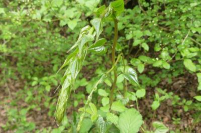 <i>Dioscorea communis</i>