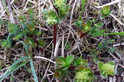 <i>Salix repens</i>