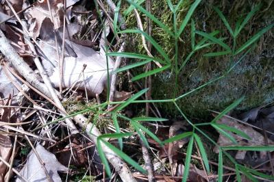 <i>Peucedanum gallicum</i>