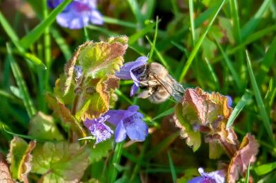 <i>Glechoma hederacea</i>