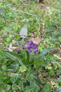<i>Anacamptis morio</i>
