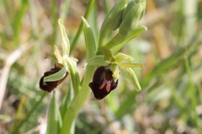 <i>Ophrys aranifera</i>