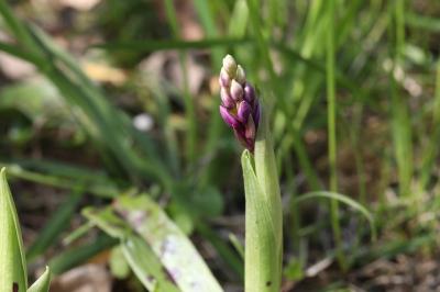 <i>Orchis mascula</i>