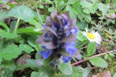 <i>Ajuga reptans</i>