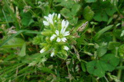 <i>Cerastium glomeratum</i>
