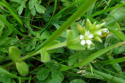 <i>Cerastium glomeratum</i>