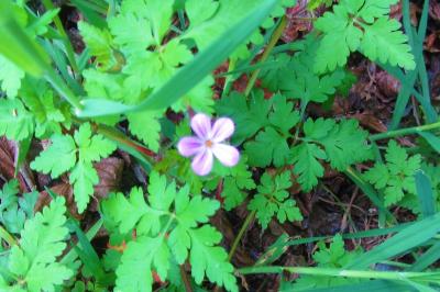 <i>Geranium robertianum</i>