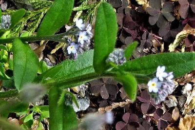 <i>Myosotis arvensis</i>