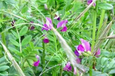 <i>Vicia sativa</i>