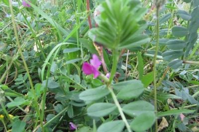 <i>Vicia sativa</i>
