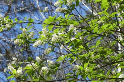 <i>Prunus padus</i>