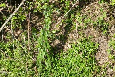 <i>Dioscorea communis</i>