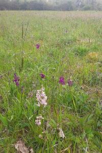 <i>Anacamptis morio</i>
