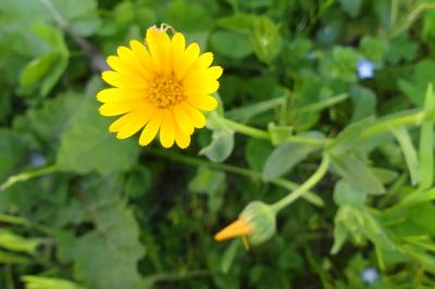 <i>Calendula arvensis</i>