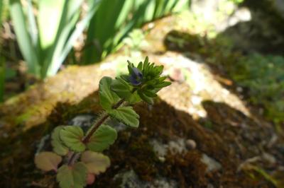 <i>Veronica arvensis</i>
