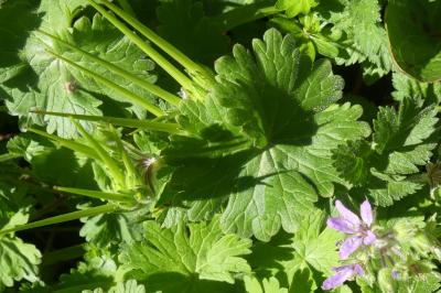 <i>Geranium rotundifolium</i>