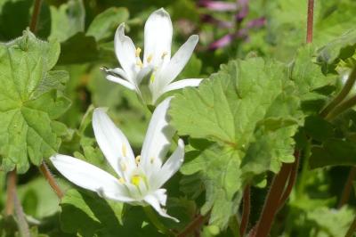 <i>Ornithogalum</i>