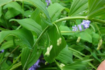<i>Polygonatum multiflorum</i>