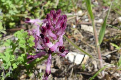 <i>Fumaria muralis</i>