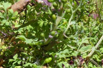 <i>Fumaria muralis</i>