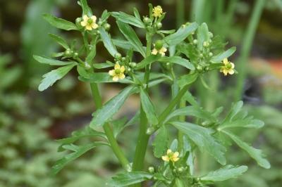 <i>Ranunculus sceleratus</i>