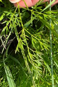 <i>Oenanthe silaifolia</i>