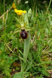<i>Ophrys aranifera</i>