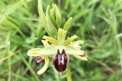 <i>Ophrys aranifera</i>