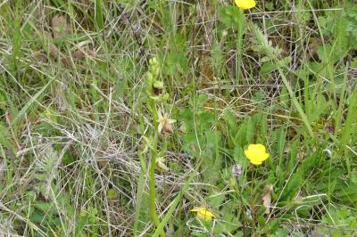 <i>Ophrys aranifera</i>