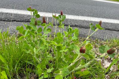 <i>Trifolium incarnatum</i>