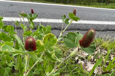 <i>Trifolium incarnatum</i>