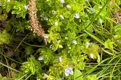 <i>Veronica arvensis</i>