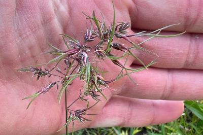 <i>Poa bulbosa</i>
