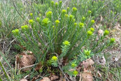 <i>Euphorbia seguieriana</i>