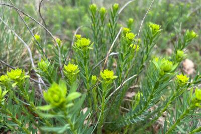 <i>Euphorbia seguieriana</i>