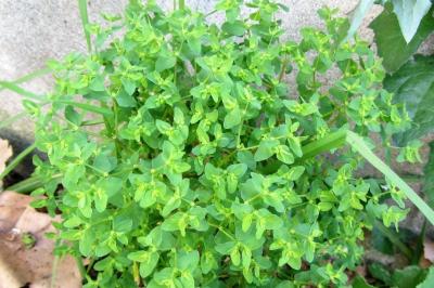 <i>Euphorbia peplus</i>