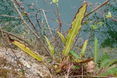 <i>Asplenium scolopendrium</i>