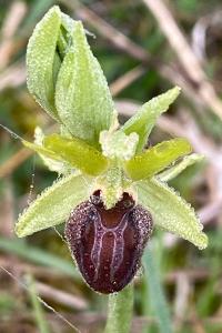 <i>Ophrys aranifera</i>