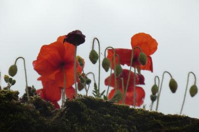 <i>Papaver rhoeas</i>