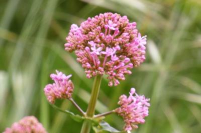 <i>Centranthus ruber</i>