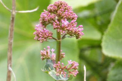 <i>Centranthus ruber</i>