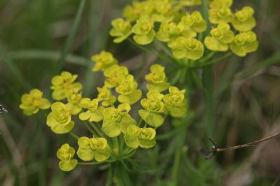 <i>Euphorbia cyparissias</i>