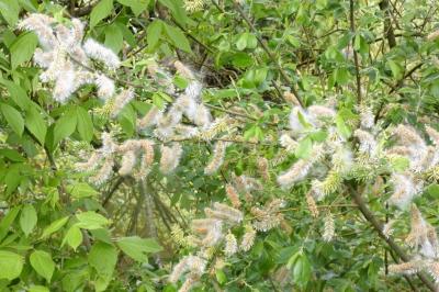 <i>Salix</i>
