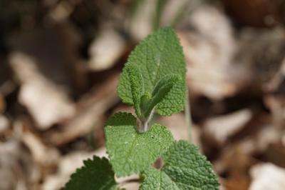 <i>Teucrium scorodonia</i>